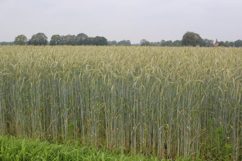 Snelle Lente Rogge als vanggewas na maïs