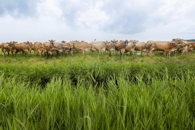 Jouke Huitema bespaart op bemestingskosten door inzet kruidenrijk grasland