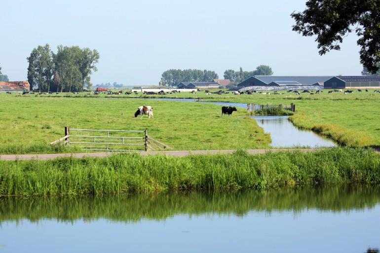 koeien_wei_boerderij_landschap