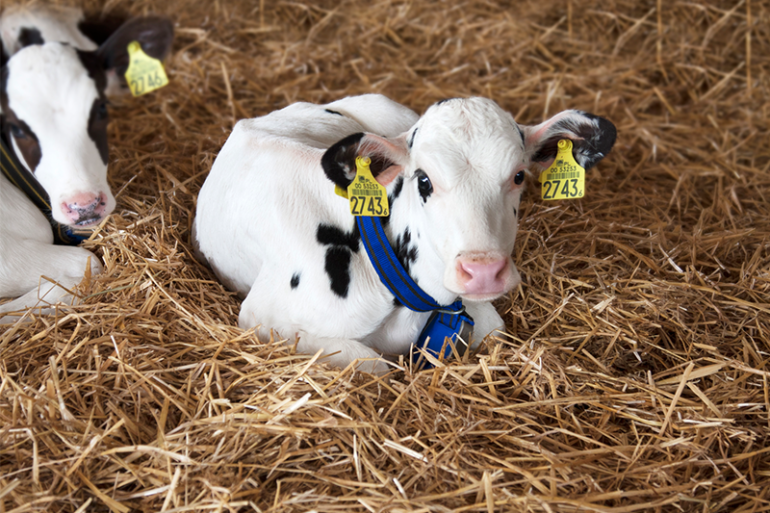 Kalfje met DeLaval halsband in het stro