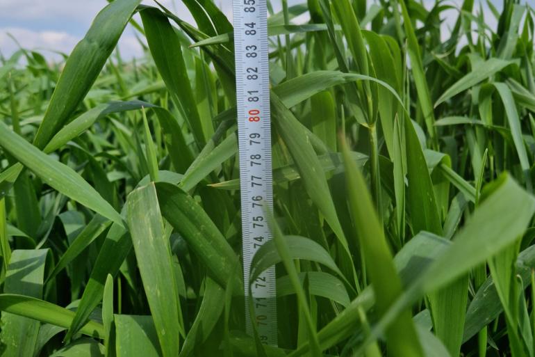 De hoogte van Snelle Lente Rogge wordt gemeten