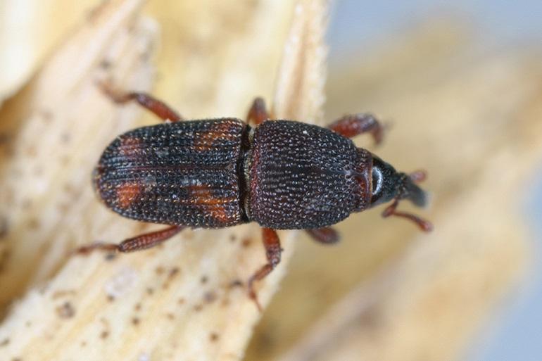 Check maïszaden die op de boerderij bewaard worden op aanwezigheid van ongewenste insecten. Hoe meer aangevreten zaden, hoe lager de kiemkracht. Bij een sterke aantasting worden de maïszaden onbruikbaar. Ook bijv. graanzaden kunnen worden aangetast.