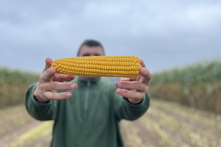 CropEx, Syngenta's innovatieve onderzoeksplatform, revolutioneert maïsteelt met precisie-landbouw. Door slimme data-analyse optimaliseert het zaaikeuze, bemesting en oogstplanning, voor efficiëntere en duurzamere landbouw.
