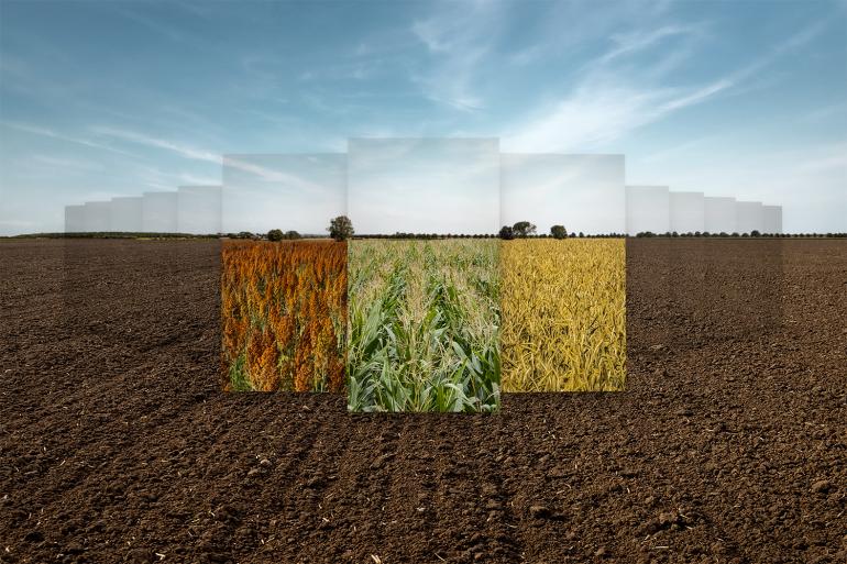 Sorghum, Maïs en Snelle Lente Rogge