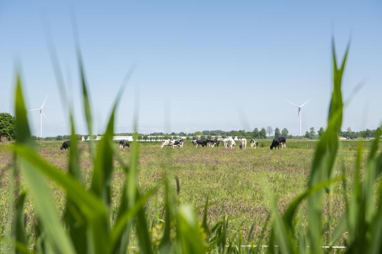FrieslandCampina - Koeien in wei melkveehouder Lars van Loenhout