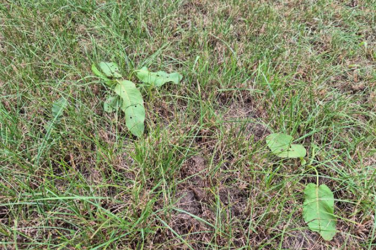 Onkruidbestrijding in grasland najaar.jpg