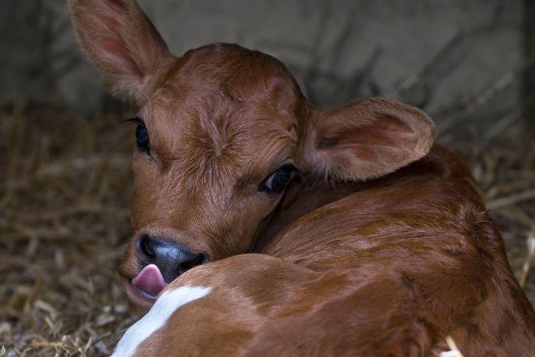 De 3 pijlers van kalvergezondheid