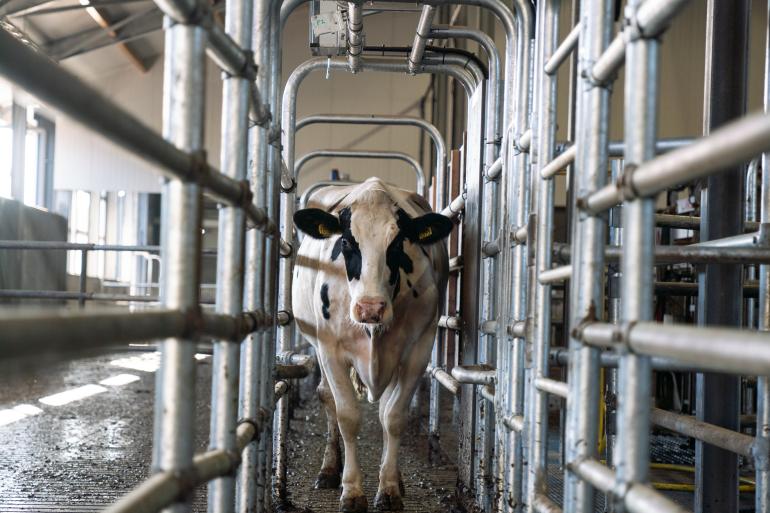 DeLaval-selectiepoort met DeLaval Body Condition Score-camera bij familie Loonen 
