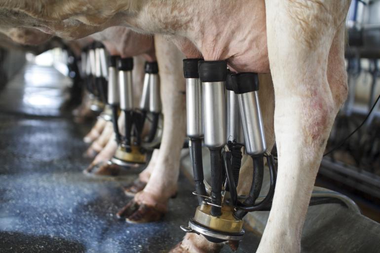 Bestendige vetbrond binnen EU-28 melkstroom