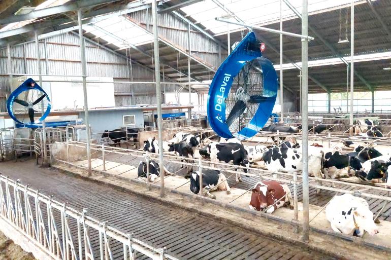 DeLaval Cow Cooling in de stal