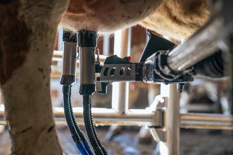 Koe aangesloten in DeLaval VMS V300 melkrobot