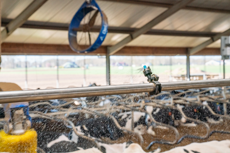 Stal met melkkoeien en DeLaval Cow Cooling systeem met grove druppel