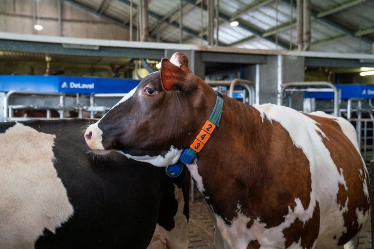 Koe voor 2 DeLaval VMS V300 melkrobots