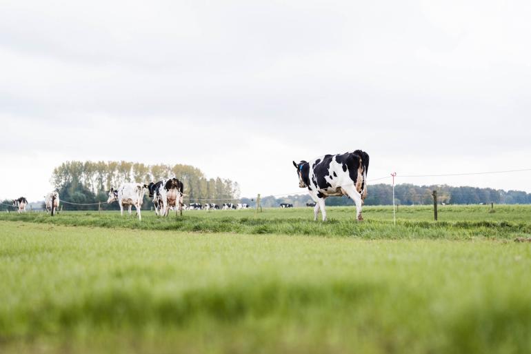 Koeien in weide 