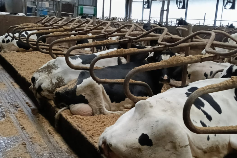 Koeien die liggen op een bed van een gemalen stro-kalk