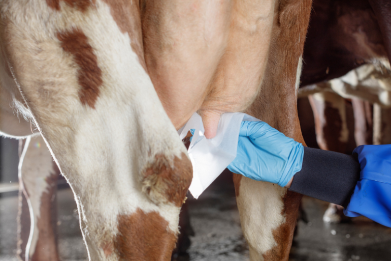 Voorbehandelen van het uier en het schoonmaken van de spenen met DeLaval BioCell