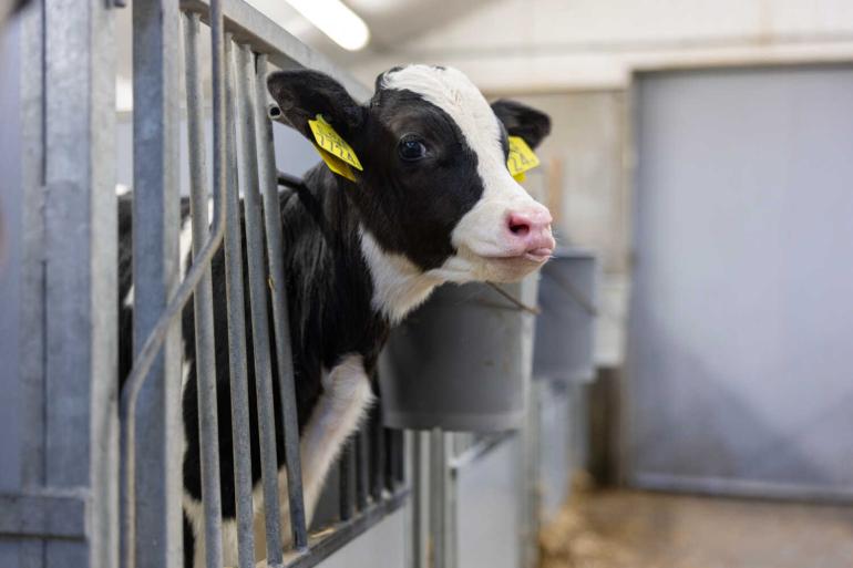 Sterke kalveren zijn de basis voor sterke melkkoeien