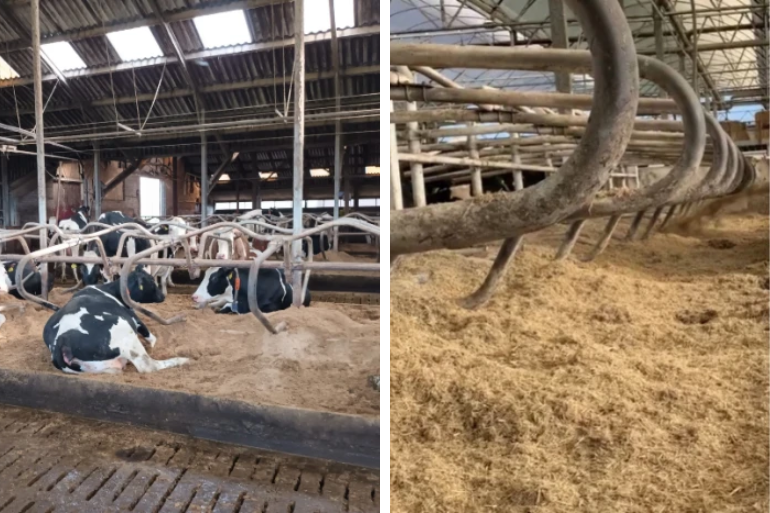 Koeien liggend in hun ligbed. En een diepstrooisel stal met maatwerk stalstrooisel.