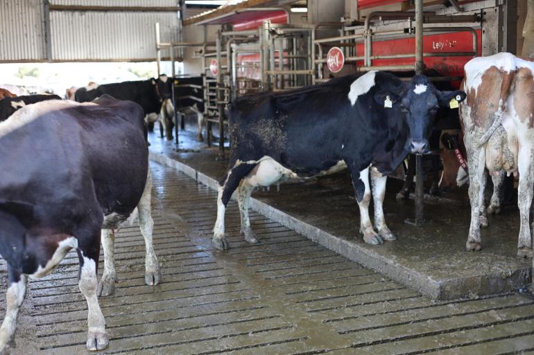 Bij rond de twee melkingen per dag produceren de koeien gemiddeld 5.000 tot 6.000 kg melk per jaar
