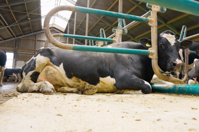 Koe liggend op matras