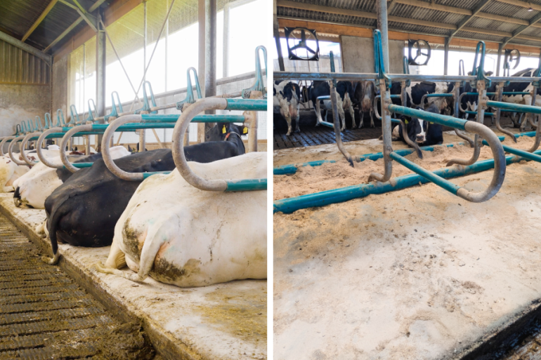 Koeien op matrassen met HygieneFX