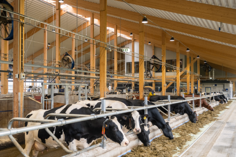 Koeien aan het voerhek bij DeLaval's Hamra Farm in Zweden