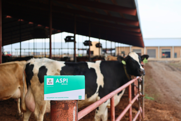 Aspi ondersteunt de immuunrespons van de koe