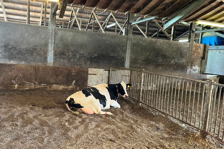 Koe op een ligbed van Bergkorrel Pro