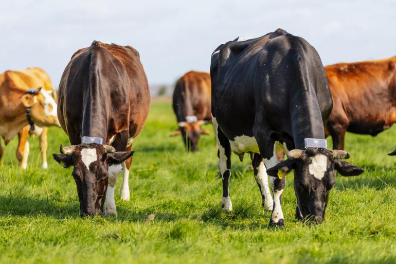 Collie werkt met tags die aan de halsbanden zijn vastgemaakt en met GPS precies kunnen bepalen waar een koe is.