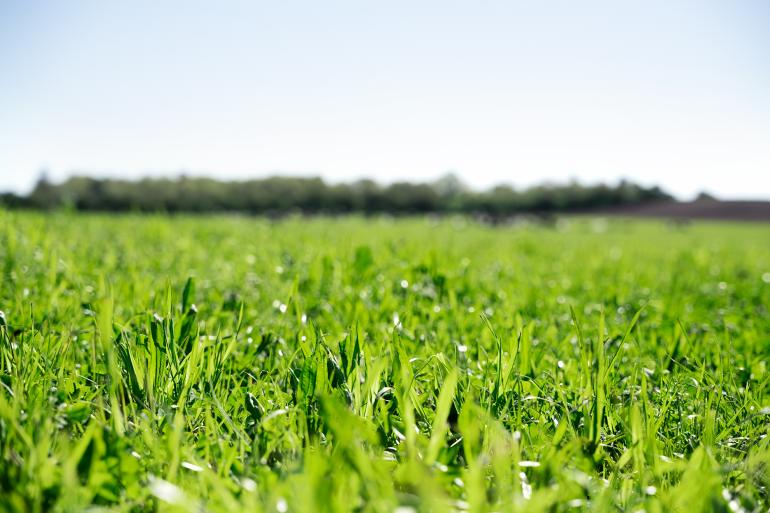 Herinzaai van grasland: voeg kruiden toe voor meer droogtetolerantie