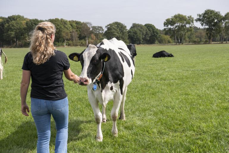 Debbie in het weiland