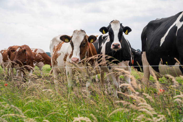 Holstein melkkoeien, zwart-wit en roodbont in de weide