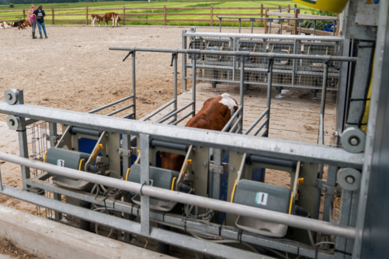 DeLaval Kalverdrinkautomaat met een roodbont kalfje op het kalverstrand bij Van Emst