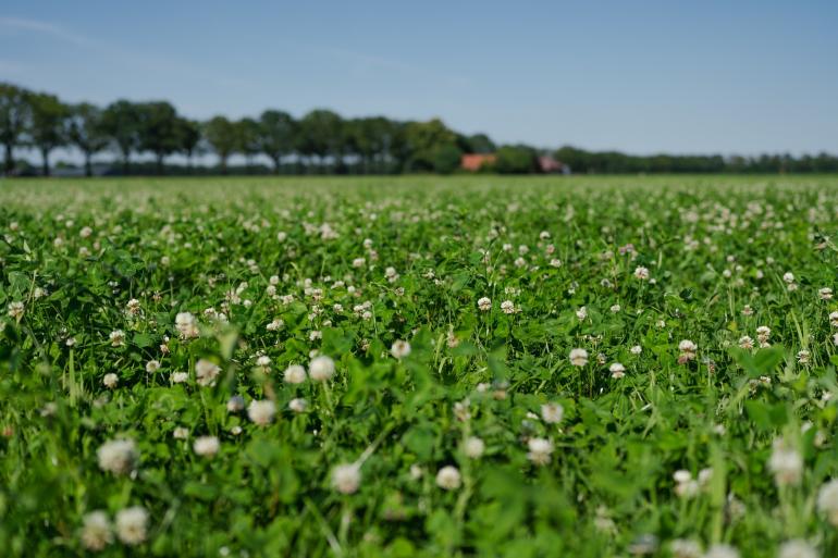Grasklaver geeft een hoge opbrengst bij droogte