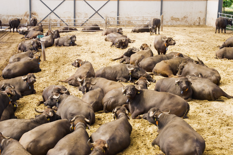 Liggende buffels