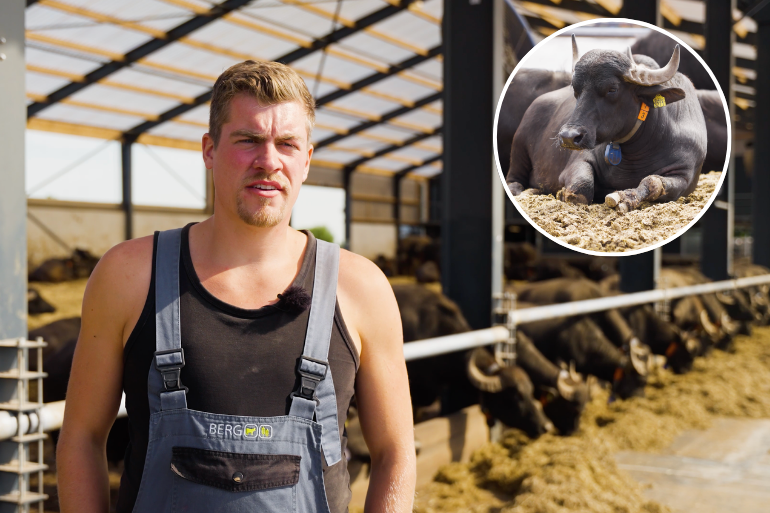 Jochem Buffels Dutch Carabao