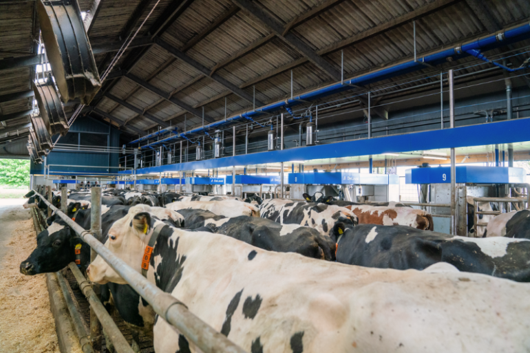 Het VMS Batch Milking-systeem van Firma Offenberg Hommes
