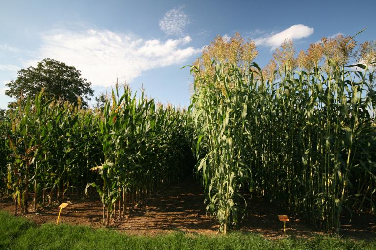 Is sorghum wel een alternatief voor maïs?