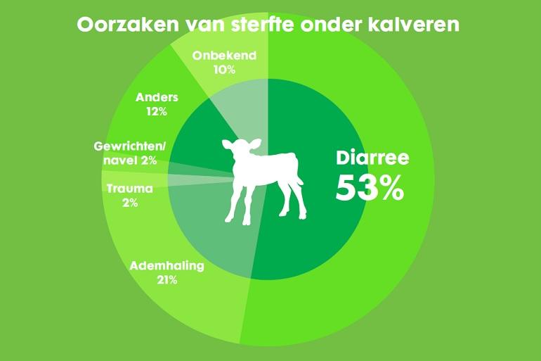 Oorzaken sterfte onder kalveren
