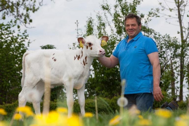 Johan Uenk met zijn roodbonte kalf