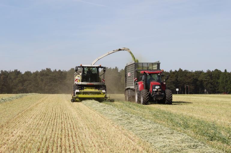 Het gewas harken en vervolgens hakselen of in balen persen bij een gewenst ds% tussen de 30 en 35%