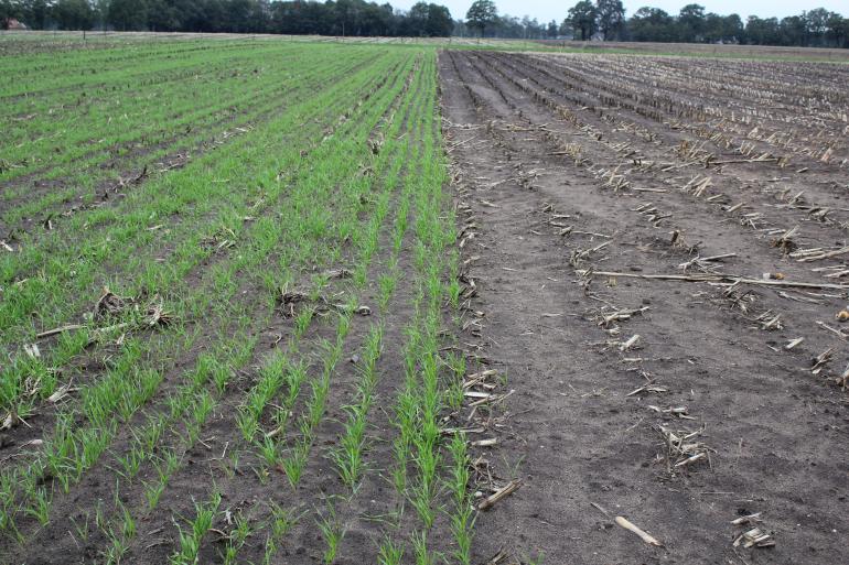 Links nazaai Snelle Lente Rogge, rechts onderzaai