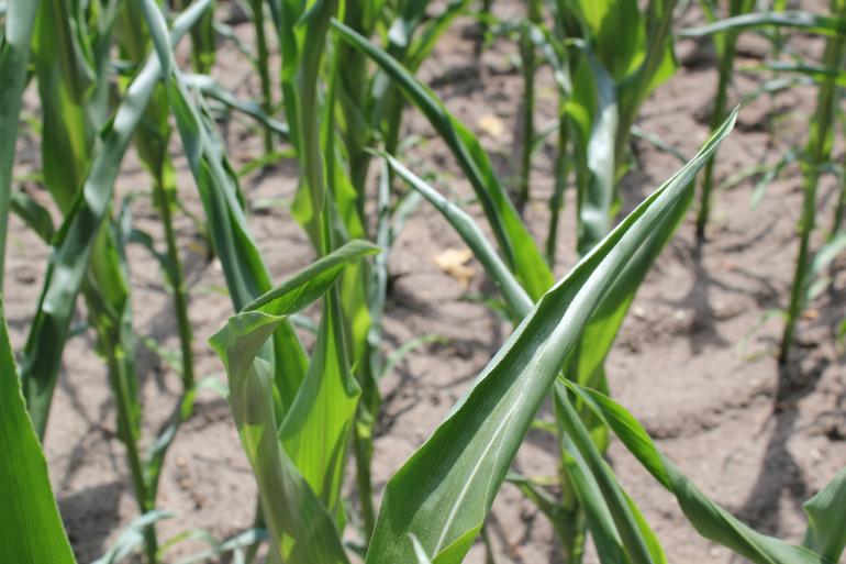 Duidelijk kenmerk van droogte: de plant die zichzelf beschermt door opgerolde bladeren