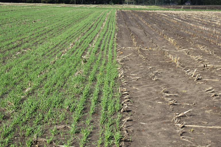 Links nazaai met Snelle Lente Rogge, rechts onderzaai