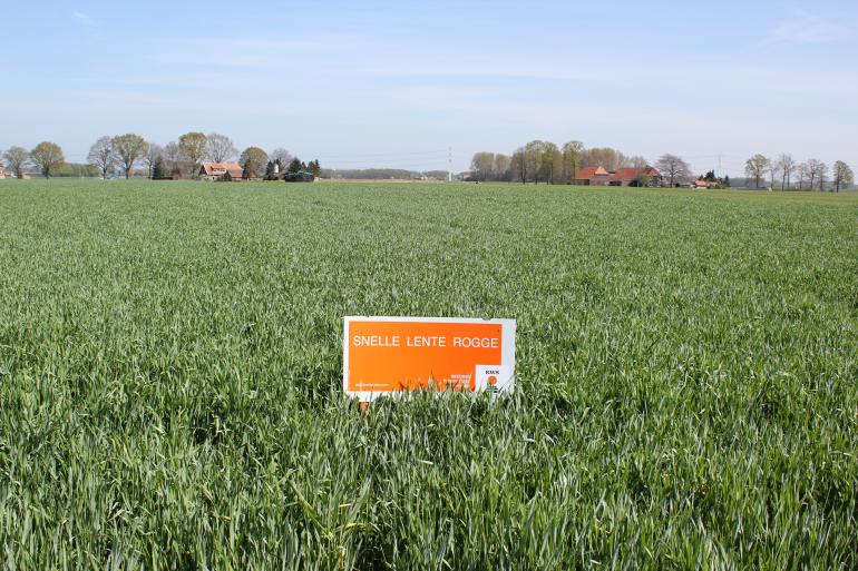 Snelle Lente Rogge groeit in het vroege voorjaar zeer snel uit tot een volwaardig ruwvoergewas