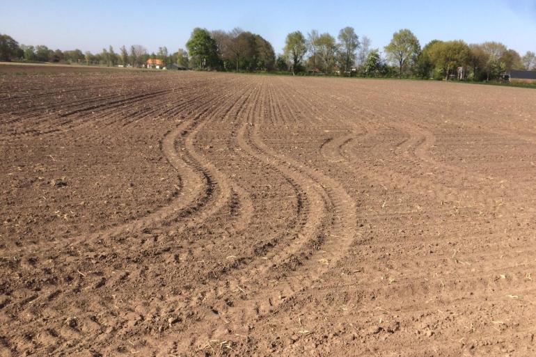 Perceel 14 dagen na de oogst van Snelle Lente Rogge: geen hergroei