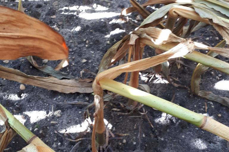 Stengelbreuk als gevolg van Fusarium