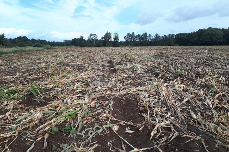 Opbrengstderving als gevolg van zomerlegering door wortelzwakte na de bloei omdat veel planten op het veld achterblijven