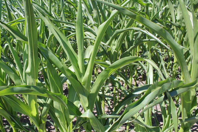 In elkaar gekrulde bladeren als eerste teken van een vochttekort in de plant