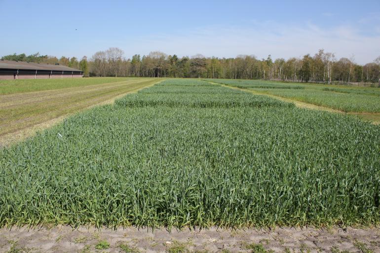 Overzicht van de proef met vanggewassen in meerdere herhalingen en drie stikstoftrappen